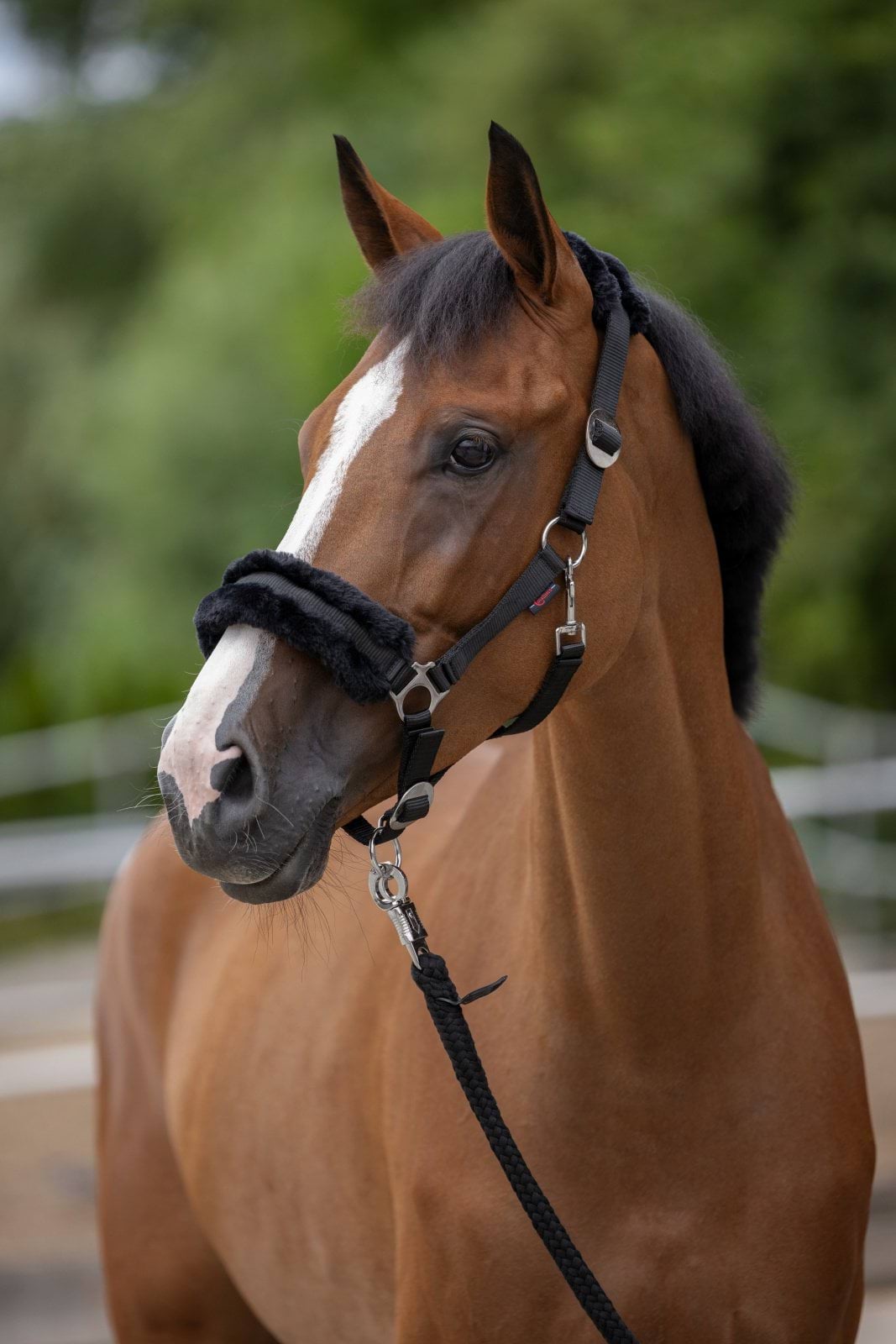 Koń ubrany w kantar Covalliero ClassicSoft KELPIE.jpg